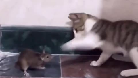 funny cat, funny videos, chat drôle, vidéos drôles, lustige Katze, lustige