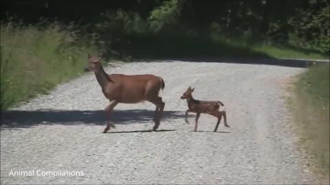 Baby deer 🦌 fawn hopping and jumping