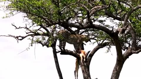 Incredible footage of leopard caching his dinner from other predators