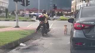 Dog Obeys Traffic Laws