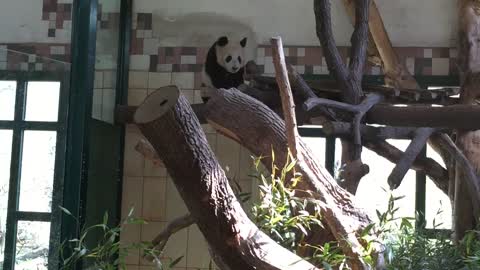 Cute panda found an itchy spot