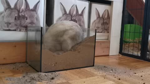 Funny Rabbit digging in sand