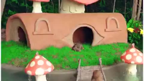 man rescue 5 dogs then builds them a dog house with a frish pond