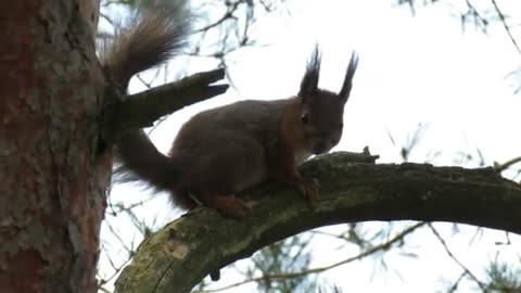 Red Squirrel on the branch, vocalizing