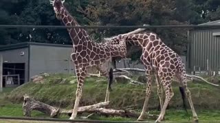 Giraffes Fight at Wildlife Park