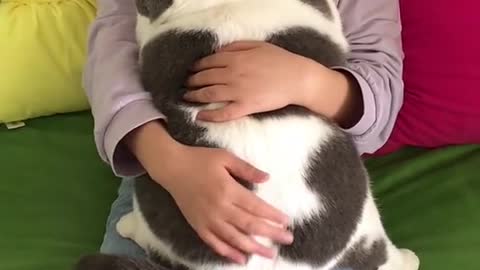 The fattest kitten