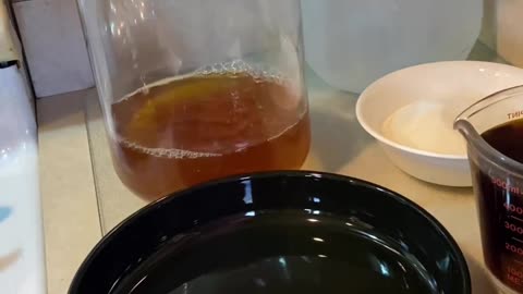 SCOBY GROWTH UPDATE!
