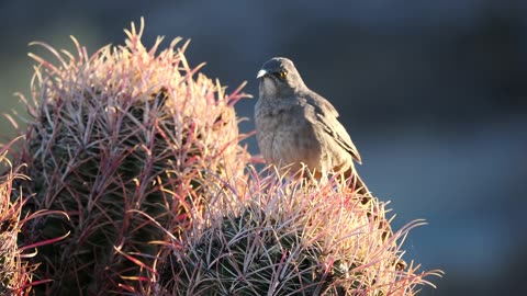 Curve-billed Thrasher