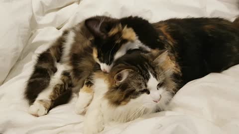 Adorable Cats Giving Each Other Some Love