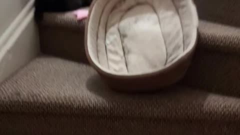 Cat brings down bed