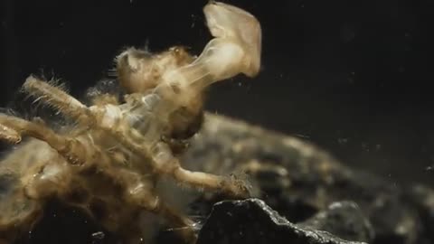 Dragonfly larva, eating mosquito larva