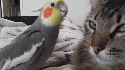 Cockatiel sing and talk to cat, she says "cats" 😍