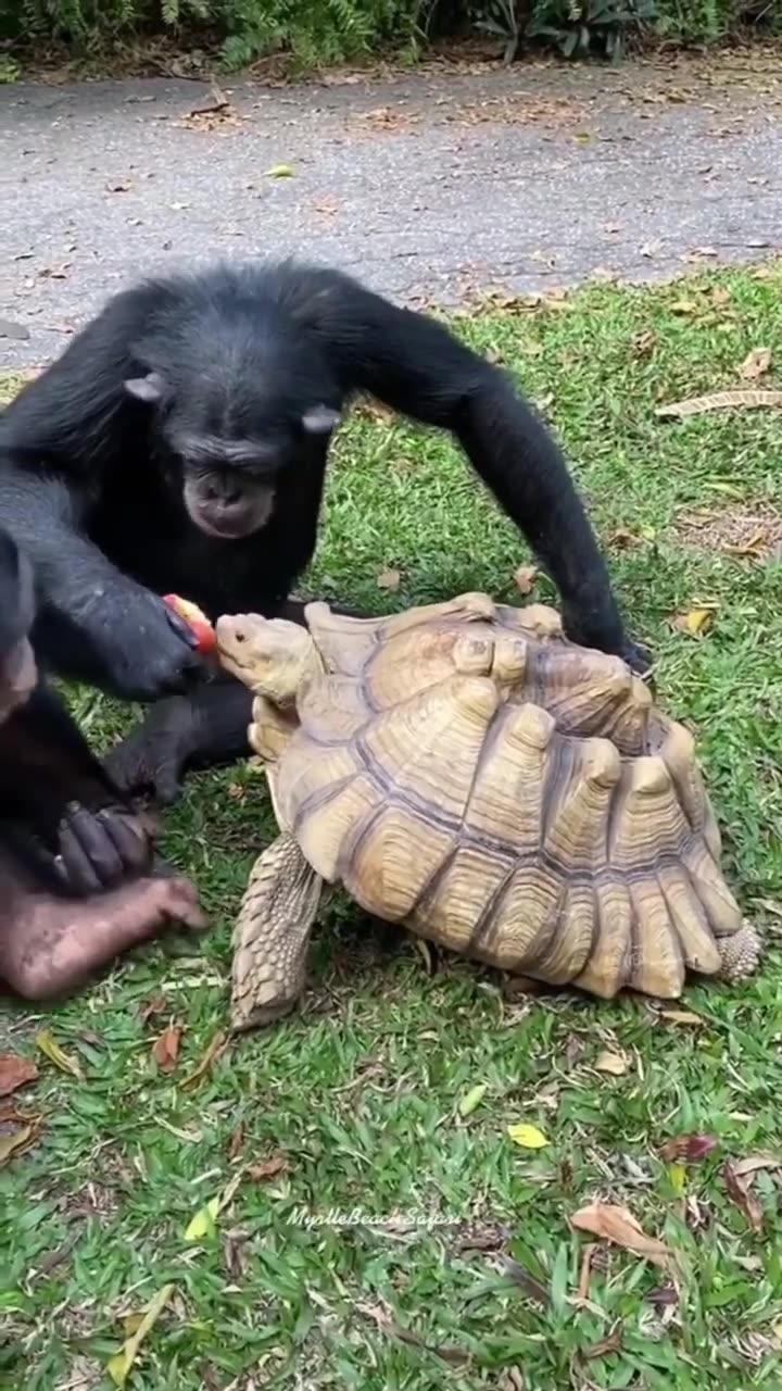 https://rumble.com/v2gu980-tortoise-and-gorilla-caring.-gorilla-sharing-their-apple-with-tortoise.html