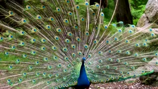 Beautiful peacock dance