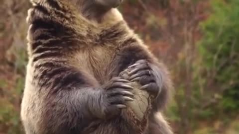 Watch a Majestic Bear Feast on its Favorite Meal in the Forest