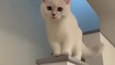 Cat voice amazing video