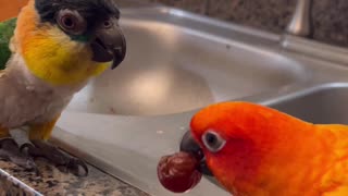 My birds are enemies but they attempt to each together