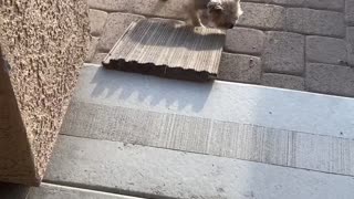 Yorkie Would Rather Jump Than Use Ramp
