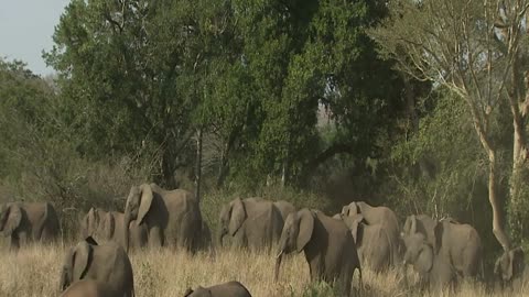 AFRICAN ELEPHANT