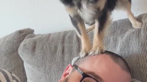 Little Dog Gives Head Massage