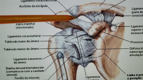 OMBRO - REFERÊNCIAS ANATÔMICAS PARA INFILTRAÇÃO