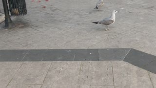 Seagulls quarrel over food is very cool