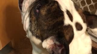 Bulldog completamente desesperado por hacerse amigo del 'bulldog' que sostiene el vino