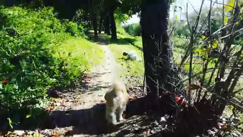 twins dogs play in the road