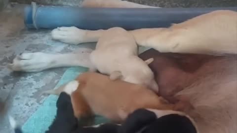 Milk Madness: Hilarious Puppies Chugging Down Mom's Delight #youtubeshorts #shorts #viral #reels