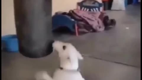 Watch till end.... Ninja cat and scary dog