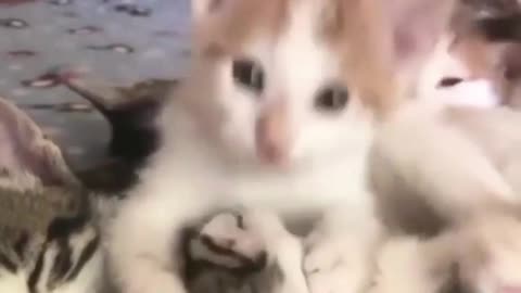 Cute cat baby funny video capture scripture 🤣
