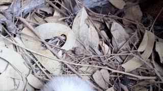 Baby Tawny Frogmouth Enjoys Home Delivered Dinner