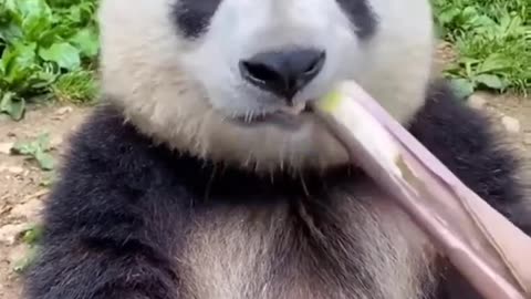 Panda VS Sugarcane