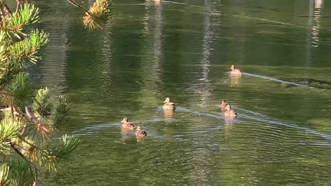 Central Oregon - Little Three Creek Lake - Gliding Ducks - 4K