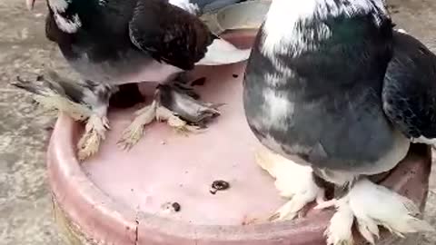 PIGEON KISSING AND MATING