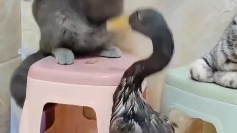 Cat and birds fight 🐱 !!! Cat fighting video!! Funny cat videos!! Hilarious cat 🐱
