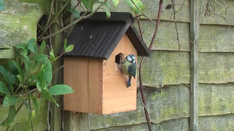 Watch the beautiful bird taking care of its new wooden home. It's really fun to watch
