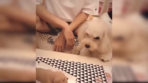 Dog Reaction to Cutting Cake Funny dog vides