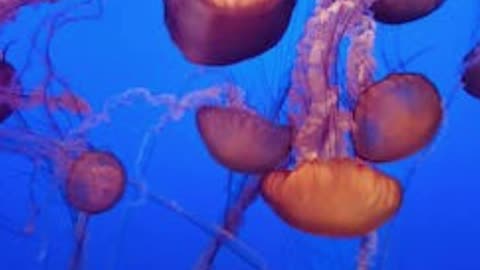 Facts of Jellyfish (Remarkable)