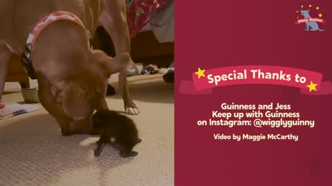 Runt Pittie Puppy Grows Up To Be Obsessed With Kittens _ The Dodo Pittie Nation