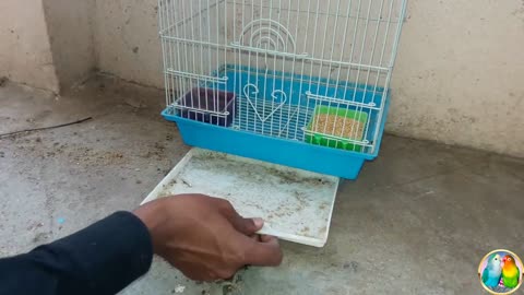 BEST Carrying Cage for Birds || Bird Aviaries || Bird Transport Cage || Small Bird Cage