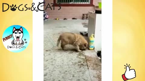 Funny Dog Videos Vines - TRY NOT TO LAUGH Funny Dogs