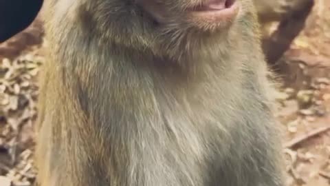 Cute monkey 🐵🐒 #monkey #cute #animals