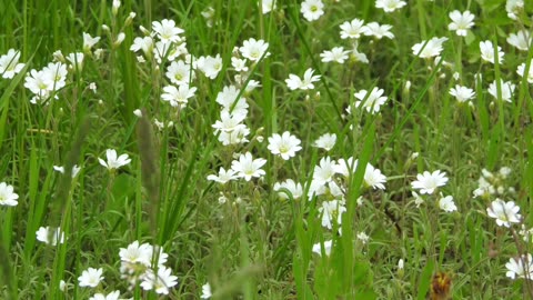 ALASKAN WILD FLOWERS