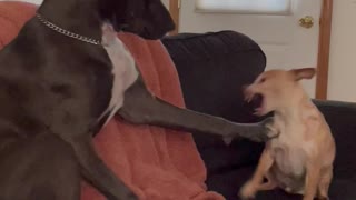 Playful Pitbull Pushes Cheeky Chihuahua's Buttons