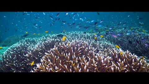 Dive into the fantasy of biodiversity with this video of Raja Ampat