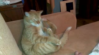 Cat Kicks Himself In The Face Repeatedly