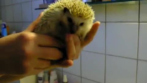 Tiny little hedgehog goes for a swim
