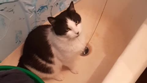 cat churchel asks to turn on the water