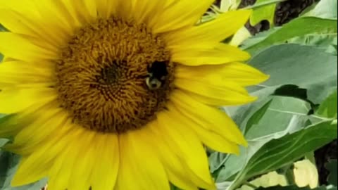 Flowers And Bees For You From Petunia